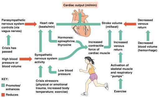 shut The Heart: Cardiac Output Amount of blood pumped out by each side of the heart in 1 minute Product of the heart rate and stroke volume Average 75 beats/minutes X 70 ml/beat = 5250 ml/min All of