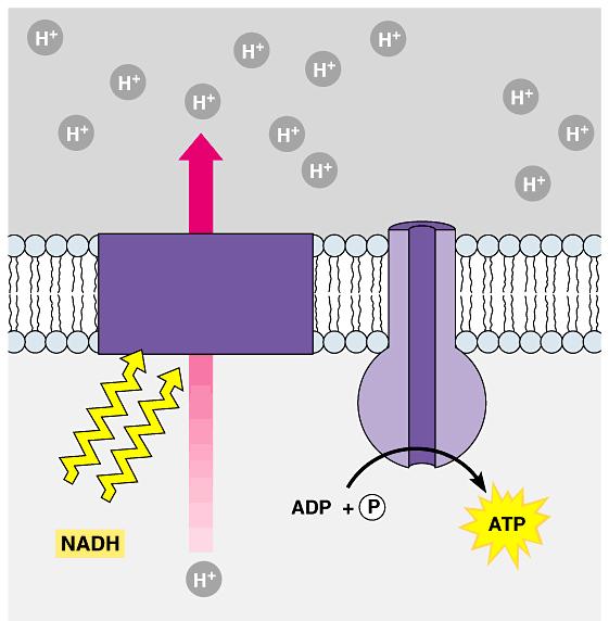 6.7 Two mechanisms generate ATP High H+ concentration Cells use the energy released by falling electrons to pump H + ions across a membrane The energy of the gradient is harnessed