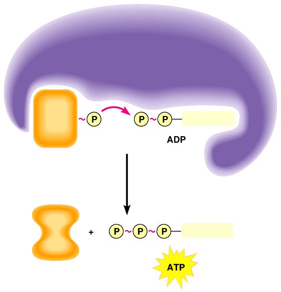 ATP can also be made by transferring phosphate groups from organic molecules to ADP Enzyme Adenosine This process is