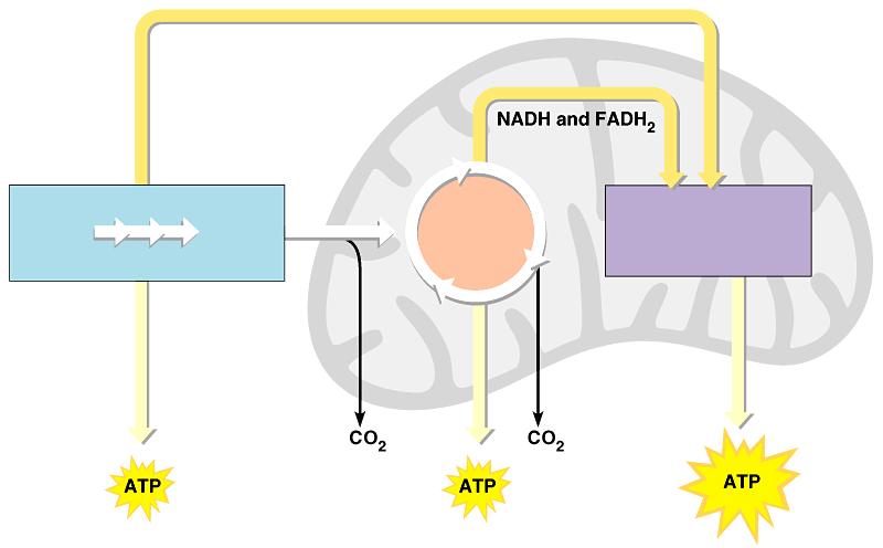 An overview of cellular respiration High-energy electrons carried by NADH Glucose GLYCOLYSIS Pyruvic