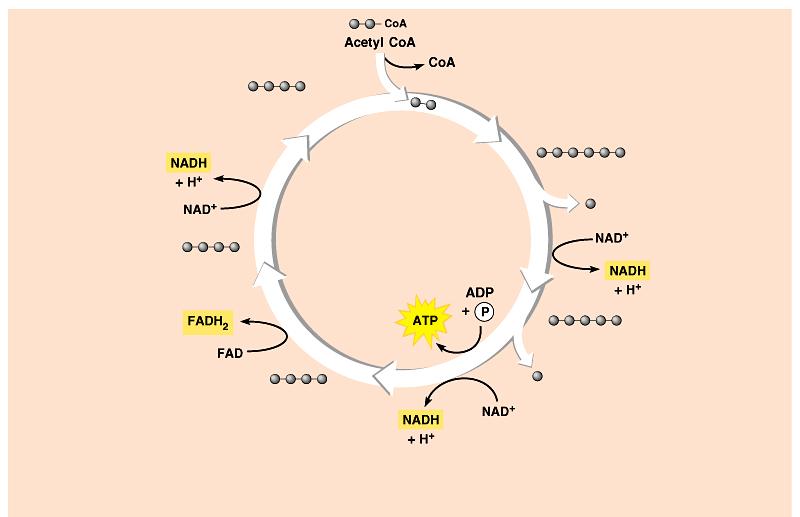 Oxaloacetic acid 1 2 carbons enter cycle Citric acid 5 KREBS CYCLE 2 CO 2 leaves cycle Malic acid 4 Succinic acid 3 Alpha-ketoglutaric acid CO 2 leaves cycle Step 1