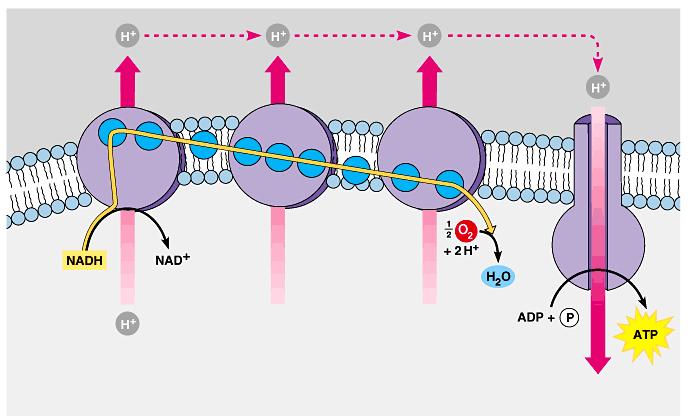 Chemiosmosis in the mitochondrion Protein complex Intermembrane space Electron carrier Inner