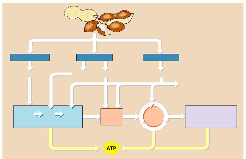 Pathways of molecular breakdown Food, such as peanuts Polysaccharides Fats Proteins Sugars Glycerol Fatty acids Amino acids