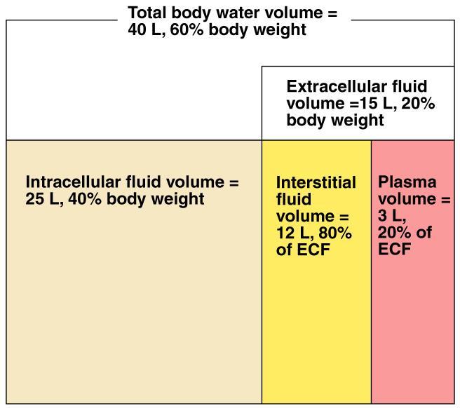 Distribution of Body Fluid Intracellular fluid (inside cells) Extracellular