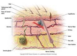 barrier to pathogens Some pathogens can enter through openings or cuts Others enter by burrowing