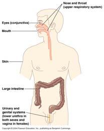 Mucous Membranes Some Pathogens that Cross the Placenta Line the body cavities that are open to