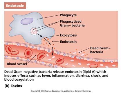 types Exotoxins Endotoxins