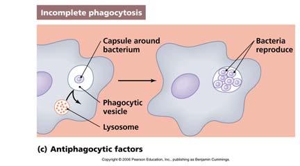 9c (1 of 2) Antiphagocytic chemicals Some prevent fusion of lysosome