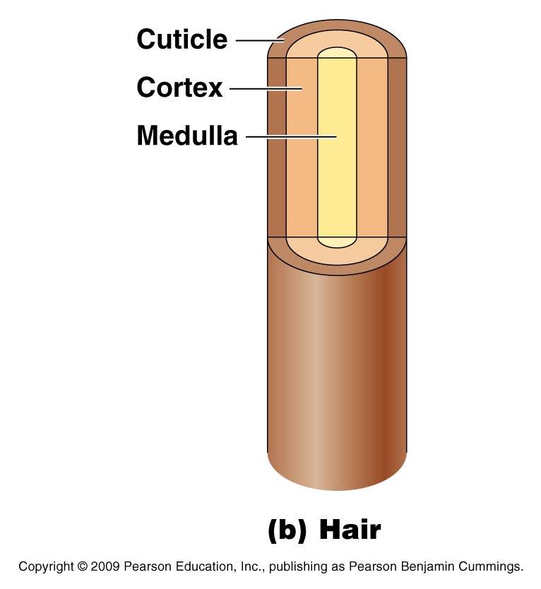 Appendages of the Skin Hair anatomy Central medulla Cortex surrounds medulla Cuticle on outside of