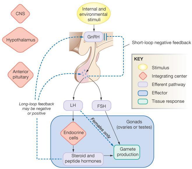 Regulation of Reproduction: General Pathways Figure