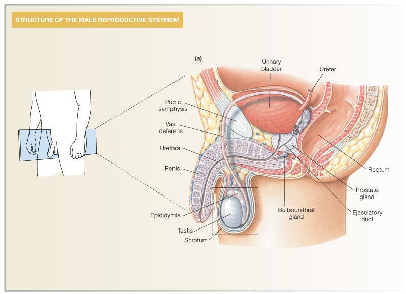 Male Reproductive Anatomy and Physiology Seminal