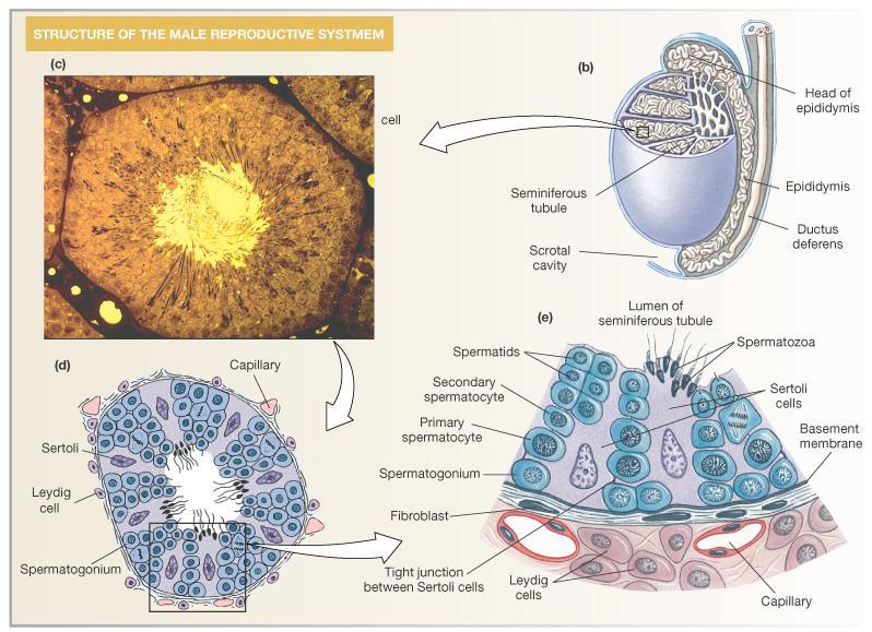 Spermatogenesis: Sperm Production in the Testis