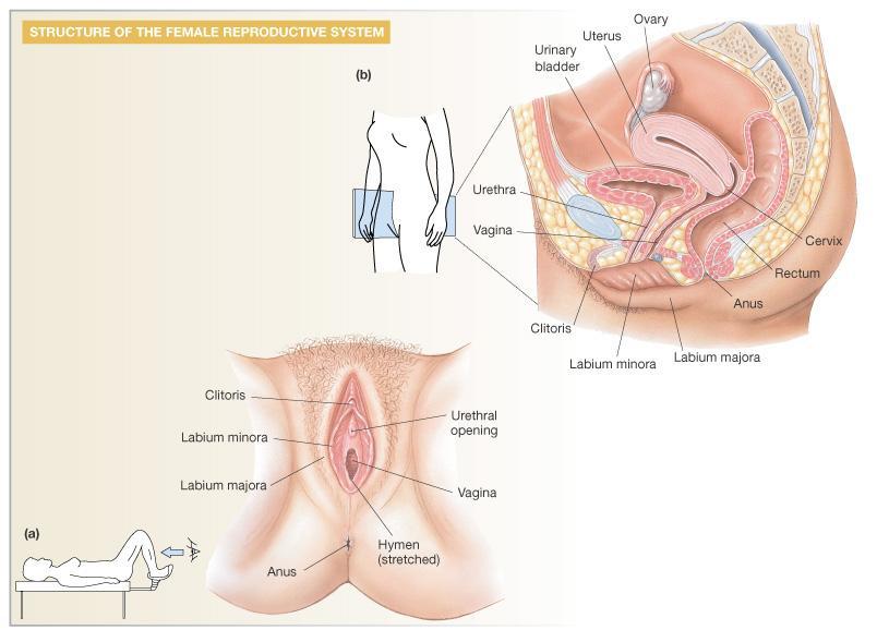 Female Reproductive Anatomy and Physiology: