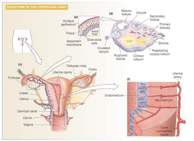 Ovary: Details of Histology & Physiology