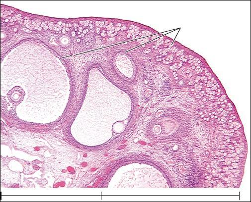Ovary: Details of Histology & Physiology Follicle Oocytes Thecal cells Androgens Granulosa cells