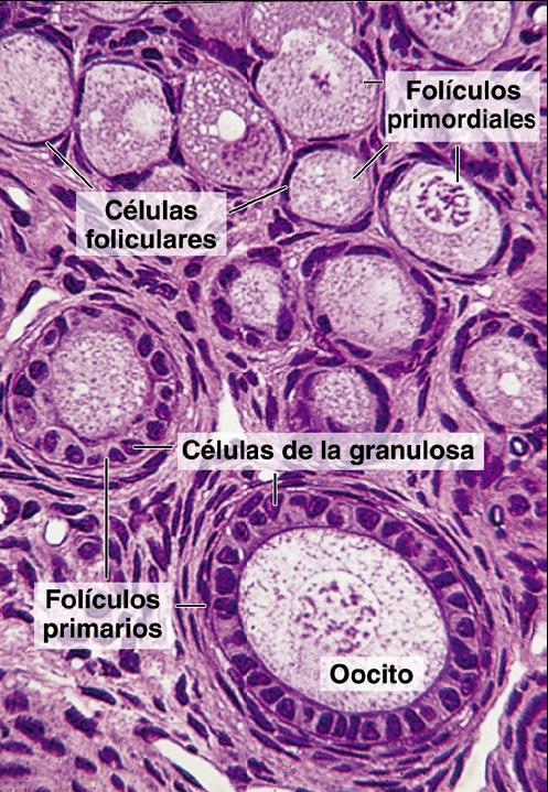 Ovary: Details of