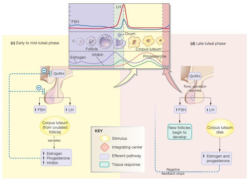 Endocrine Control of Menstrual Cycle: Luteal phase and Late