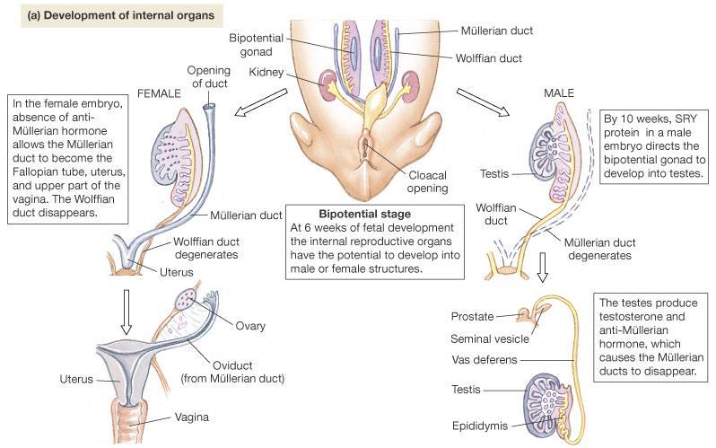 Sexual Differentiation: Internal Embryonic