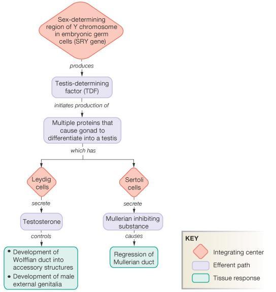 Pathway for Sexual Development: Review for Genes to