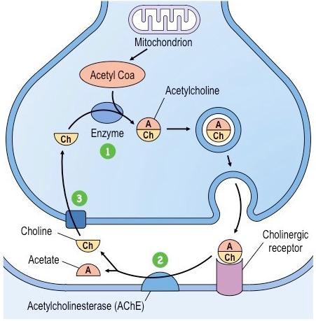Acetylecholine (ACh) TOPIC 6.5 APPLICATION: ACH SECRETION AND REABSORPTION 1.