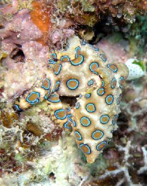 newts, blue-ringed octopus,