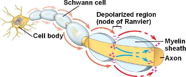 Function of the Neuron Action Potential depolarization of the plasma membrane Factors increasing the speed of the AP?