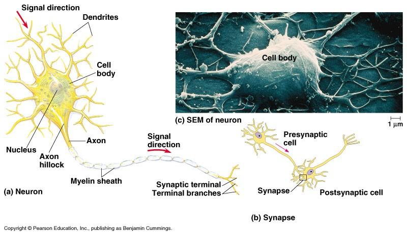 Networks of neurons with intricate connections form nervous systems Neuron Structure and Synapses.