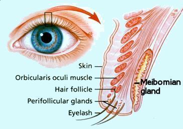 Accessory Structures of the Eye Meibomian glands modified