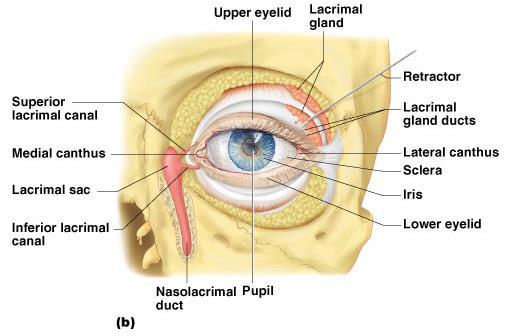 Accessory Structures of the Eye Ciliary glands (no label)