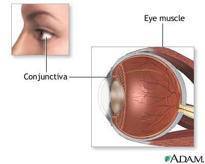 Accessory Structures of the Eye Conjunctiva Membrane that lines the