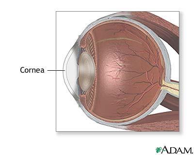 The Fibrous Tunic Cornea Allows for light to pass through Repairs itself easily The only