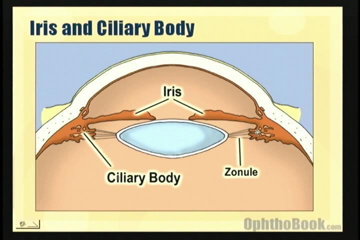 Choroid Layer Ciliary body smooth muscle