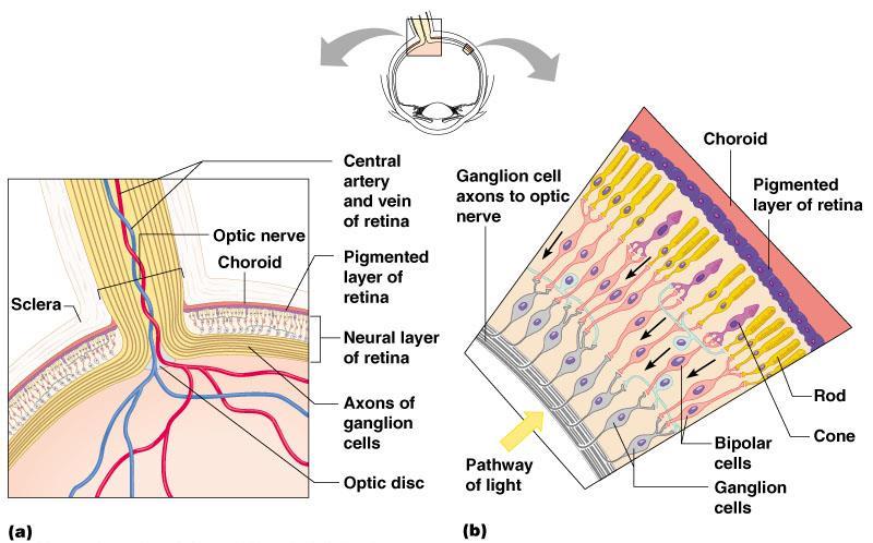 Neurons of the Retina