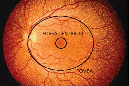 Sensory Tunic Fovea Centralis Portion of the retina that contains