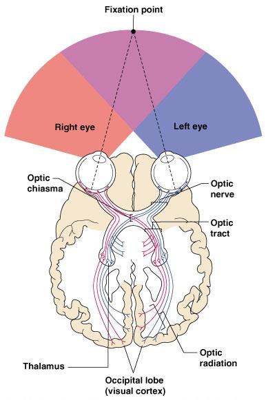 Visual Pathway to the optic cortex Photoreceptors of the retina Optic nerve Optic nerve crosses at the optic