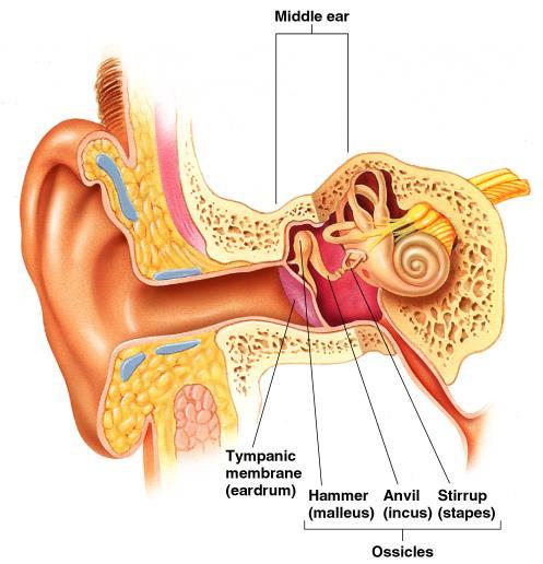 Middle Ear Ossicles Vibrations from eardrum move the malleus