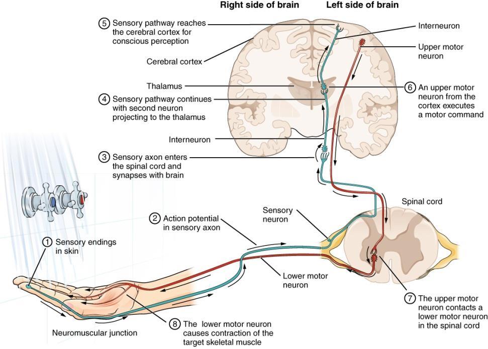 Sensory pathways are crossed The left side of the sensory cortex receives