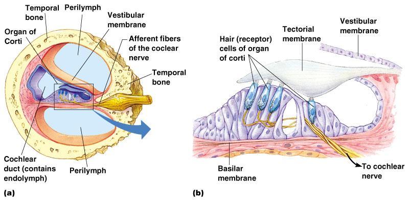 Organs of Hearing The receptors are positioned on the basilar