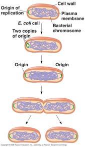 Chromosome duplicated Starts at origin of