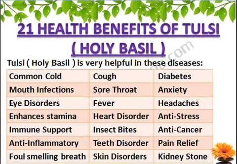 Research indicates that there several health benefits associated with basil: - A study by researchers at Purdue University revealed that basil "contains a wide range of essential oils rich in