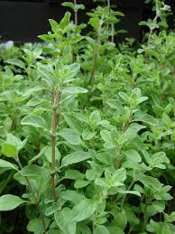 Its common names are Marjoram, sweet marjoram. 8. In English it is called as Sweet Marjoram, Knotted Marjoram. Nabi s guidance about Marzanjosh: - Use Marzanjosh for cough & cold: - 1.