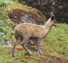 navel of musk deer Contain from musk gland Names.(اى عم) 1.