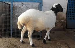 Lesson no. 73 Fat Tailed Sheep (Ram): - Names 1. In Hadees it is called as Al-Kabash Arabi. 2. In Urdu & Hindi it is called as Dumba. 3.