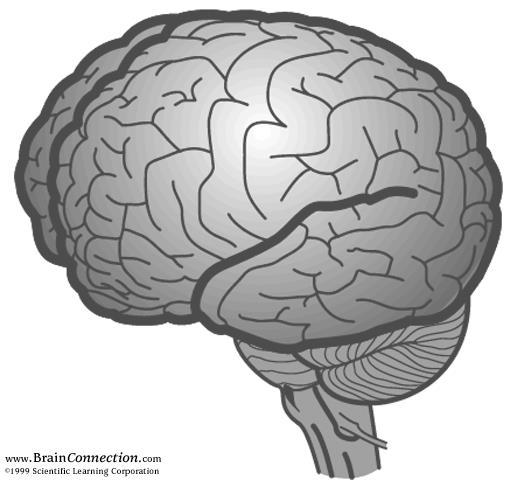 Frontal Cortex: Thinking Brain Hand Model of the Brain