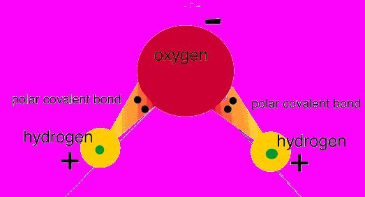 Polar Molecules: Water Because of the unequal sharing of electrons, water is a polar