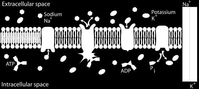 Active Transport Some membrane proteins can help a cell to push solutes against the concentration gradient.