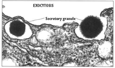 Exocytosis & The Secretory Pathway During exocytosis a small membrane bound vesicle will fuse with