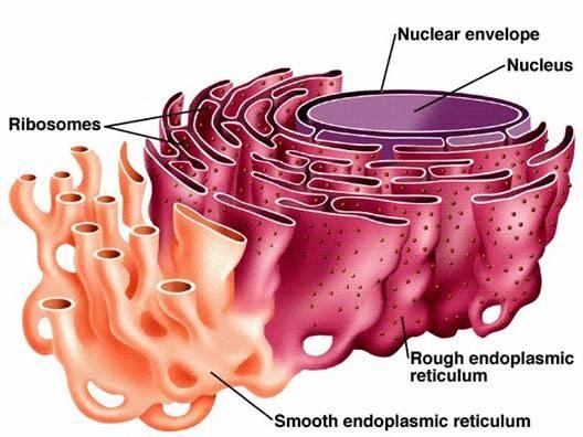 Endoplasmic Reticulm ER is a series of folded membranes and tubules that extend out continuously from the nucleus Rough ER is studded with ribosomes.