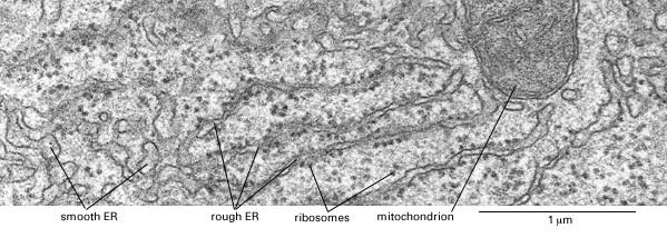 Endoplasmic Reticulm Smooth ER is free of ribosomes Smooth ER is the site of lipid and steroid synthesis (inc.