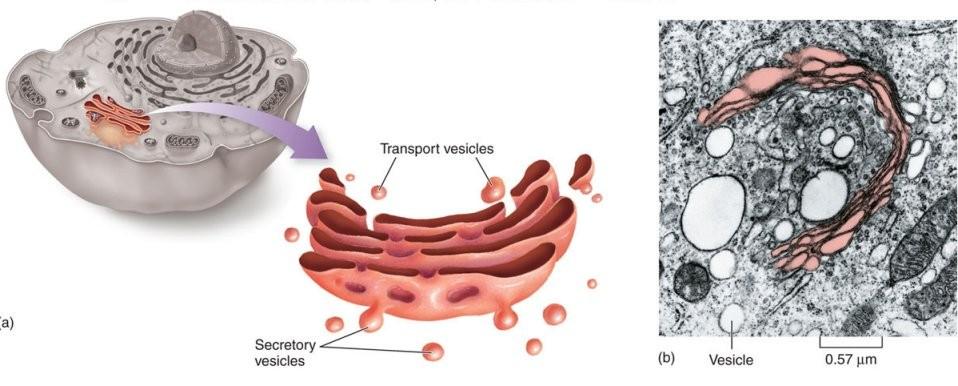 Golgi Body The Golgi body is a series of flat membrane compartments resembling tubes Proteins and lipids manufactured on the ER may be chemically modified (often by adding